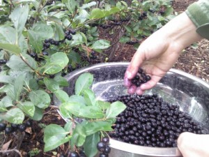 Black Chokeberries in a Bowl